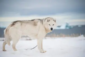 Greenland Dog